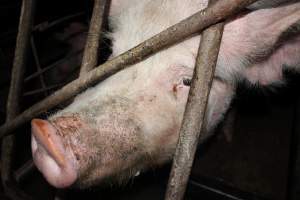 Sow stalls at Pine Park Piggery NSW - Australian pig farming - Captured at Pine Park Piggery, Temora NSW Australia.