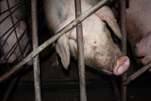 Sow stalls at Pine Park Piggery NSW - Australian pig farming - Captured at Pine Park Piggery, Temora NSW Australia.