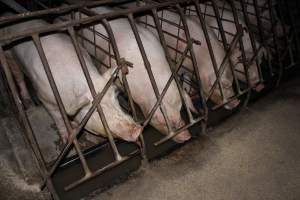 Sow stalls at Pine Park Piggery NSW - Australian pig farming - Captured at Pine Park Piggery, Temora NSW Australia.