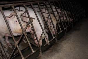 Sow stalls at Pine Park Piggery NSW - Australian pig farming - Captured at Pine Park Piggery, Temora NSW Australia.