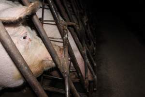 Sow stalls at Pine Park Piggery NSW - Australian pig farming - Captured at Pine Park Piggery, Temora NSW Australia.