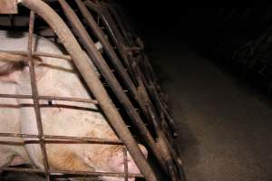 Sow stalls at Pine Park Piggery NSW - Australian pig farming - Captured at Pine Park Piggery, Temora NSW Australia.