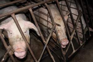 Sow stalls at Pine Park Piggery NSW - Australian pig farming - Captured at Pine Park Piggery, Temora NSW Australia.