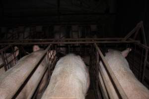 Sow stalls at Pine Park Piggery NSW - Australian pig farming - Captured at Pine Park Piggery, Temora NSW Australia.