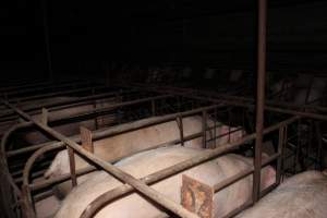 Sow stalls at Pine Park Piggery NSW - Australian pig farming - Captured at Pine Park Piggery, Temora NSW Australia.