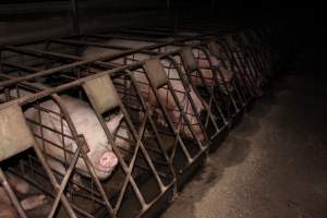 Sow stalls at Pine Park Piggery NSW - Australian pig farming - Captured at Pine Park Piggery, Temora NSW Australia.