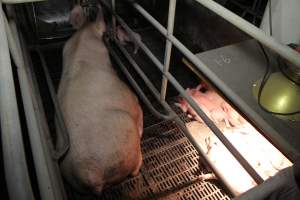 Farrowing crates at Wongalea Piggery QLD - Australian pig farming - Captured at Wongalea Piggery, Quinalow QLD Australia.