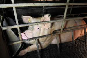 Farrowing crates at Wongalea Piggery QLD - Australian pig farming - Captured at Wongalea Piggery, Quinalow QLD Australia.