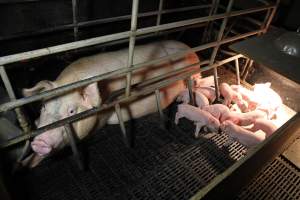 Farrowing crates at Wongalea Piggery QLD - Australian pig farming - Captured at Wongalea Piggery, Quinalow QLD Australia.