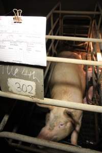 Farrowing crates at Wongalea Piggery QLD - Australian pig farming - Captured at Wongalea Piggery, Quinalow QLD Australia.