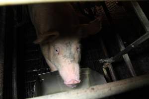 Farrowing crates at Wongalea Piggery QLD - Australian pig farming - Captured at Wongalea Piggery, Quinalow QLD Australia.