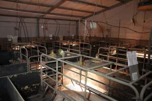 Farrowing crates at Wongalea Piggery QLD - Australian pig farming - Captured at Wongalea Piggery, Quinalow QLD Australia.