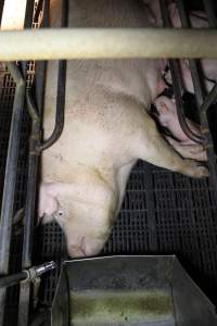 Farrowing crates at Wongalea Piggery QLD - Australian pig farming - Captured at Wongalea Piggery, Quinalow QLD Australia.