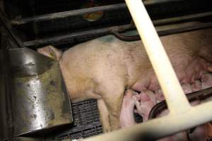 Farrowing crates at Wongalea Piggery QLD - Australian pig farming - Captured at Wongalea Piggery, Quinalow QLD Australia.