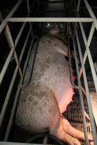 Farrowing crates at Wongalea Piggery QLD - Australian pig farming - Captured at Wongalea Piggery, Quinalow QLD Australia.