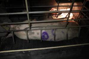 Farrowing crates at Wongalea Piggery QLD - Australian pig farming - Captured at Wongalea Piggery, Quinalow QLD Australia.