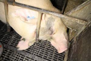 Farrowing crates at Wongalea Piggery QLD - Australian pig farming - Captured at Wongalea Piggery, Quinalow QLD Australia.