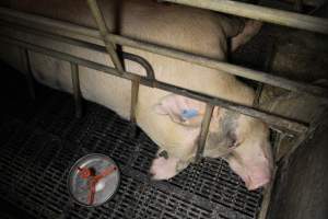 Farrowing crates at Wongalea Piggery QLD - Australian pig farming - Captured at Wongalea Piggery, Quinalow QLD Australia.