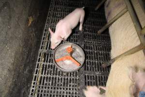 Farrowing crates at Wongalea Piggery QLD - Australian pig farming - Captured at Wongalea Piggery, Quinalow QLD Australia.