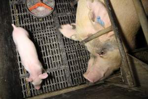 Farrowing crates at Wongalea Piggery QLD - Australian pig farming - Captured at Wongalea Piggery, Quinalow QLD Australia.