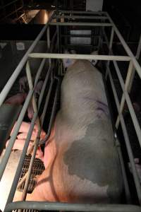 Farrowing crates at Wongalea Piggery QLD - Australian pig farming - Captured at Wongalea Piggery, Quinalow QLD Australia.