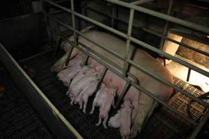 Farrowing crates at Wongalea Piggery QLD - Australian pig farming - Captured at Wongalea Piggery, Quinalow QLD Australia.