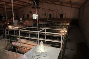 Farrowing crates at Wongalea Piggery QLD - Australian pig farming - Captured at Wongalea Piggery, Quinalow QLD Australia.