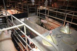 Farrowing crates at Wongalea Piggery QLD - Australian pig farming - Captured at Wongalea Piggery, Quinalow QLD Australia.