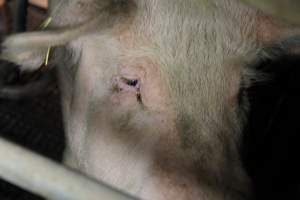 Farrowing crates at Wongalea Piggery QLD - Australian pig farming - Captured at Wongalea Piggery, Quinalow QLD Australia.