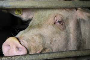 Farrowing crates at Wongalea Piggery QLD - Australian pig farming - Captured at Wongalea Piggery, Quinalow QLD Australia.