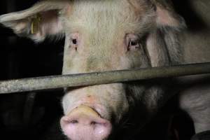 Farrowing crates at Wongalea Piggery QLD - Australian pig farming - Captured at Wongalea Piggery, Quinalow QLD Australia.