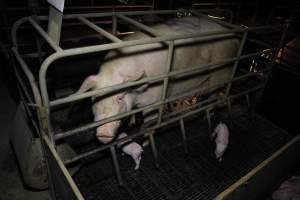 Farrowing crates at Wongalea Piggery QLD - Australian pig farming - Captured at Wongalea Piggery, Quinalow QLD Australia.