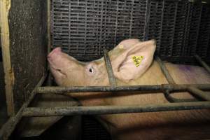 Farrowing crates at Wongalea Piggery QLD - Australian pig farming - Captured at Wongalea Piggery, Quinalow QLD Australia.