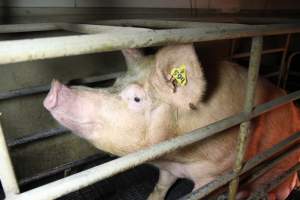 Farrowing crates at Wongalea Piggery QLD - Australian pig farming - Captured at Wongalea Piggery, Quinalow QLD Australia.