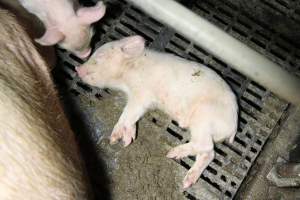 Farrowing crates at Wongalea Piggery QLD - Australian pig farming - Captured at Wongalea Piggery, Quinalow QLD Australia.