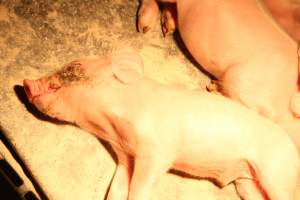 Farrowing crates at Wongalea Piggery QLD - Australian pig farming - Captured at Wongalea Piggery, Quinalow QLD Australia.