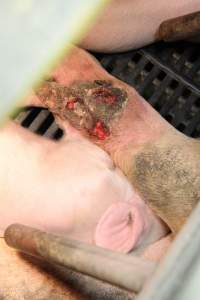 Sow with injured leg - Australian pig farming - Captured at Wongalea Piggery, Quinalow QLD Australia.