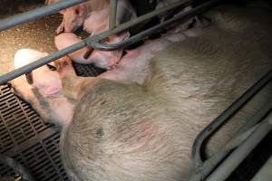 Sow with injured leg - Australian pig farming - Captured at Wongalea Piggery, Quinalow QLD Australia.