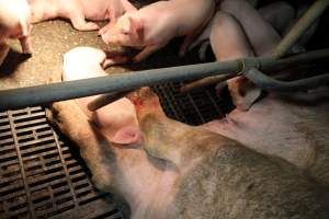 Sow with injured leg - Australian pig farming - Captured at Wongalea Piggery, Quinalow QLD Australia.