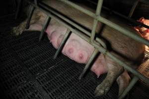 Farrowing crates at Wongalea Piggery QLD - Australian pig farming - Captured at Wongalea Piggery, Quinalow QLD Australia.