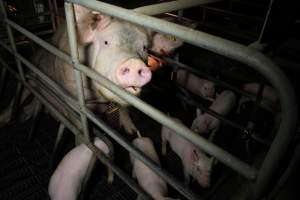 Farrowing crates at Wongalea Piggery QLD - Australian pig farming - Captured at Wongalea Piggery, Quinalow QLD Australia.