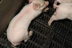 Farrowing crates at Wongalea Piggery QLD - Australian pig farming - Captured at Wongalea Piggery, Quinalow QLD Australia.