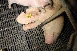 Farrowing crates at Wongalea Piggery QLD - Australian pig farming - Captured at Wongalea Piggery, Quinalow QLD Australia.