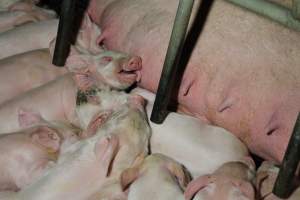 Farrowing crates at Wongalea Piggery QLD - Australian pig farming - Captured at Wongalea Piggery, Quinalow QLD Australia.