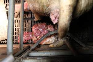 Stillborn piglets - Australian pig farming - Captured at Wongalea Piggery, Quinalow QLD Australia.