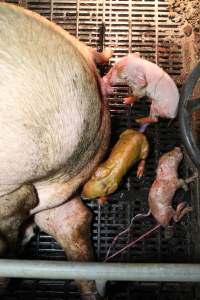 Stillborn piglets - Australian pig farming - Captured at Wongalea Piggery, Quinalow QLD Australia.