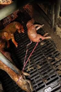 Stillborn piglets - Australian pig farming - Captured at Wongalea Piggery, Quinalow QLD Australia.