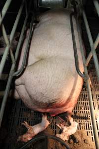 Farrowing crates at Wongalea Piggery QLD - Australian pig farming - Captured at Wongalea Piggery, Quinalow QLD Australia.