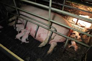 Farrowing crates at Wongalea Piggery QLD - Australian pig farming - Captured at Wongalea Piggery, Quinalow QLD Australia.