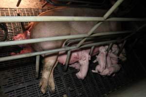 Farrowing crates at Wongalea Piggery QLD - Australian pig farming - Captured at Wongalea Piggery, Quinalow QLD Australia.